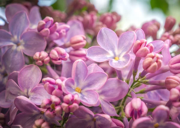 Větev s jarními šeříkovými květy — Stock fotografie