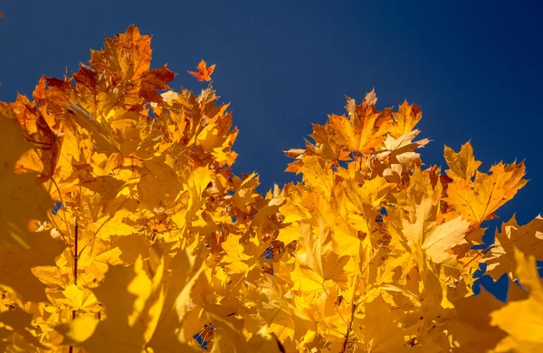 Podzimní listí s modrou oblohou pozadí — Stock fotografie