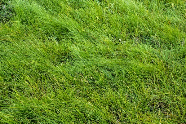 Contextul unei iarbe verzi. Iarbă verde textura — Fotografie, imagine de stoc