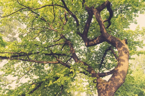 Wierzchołek drzewa liściaste starych dębów — Zdjęcie stockowe