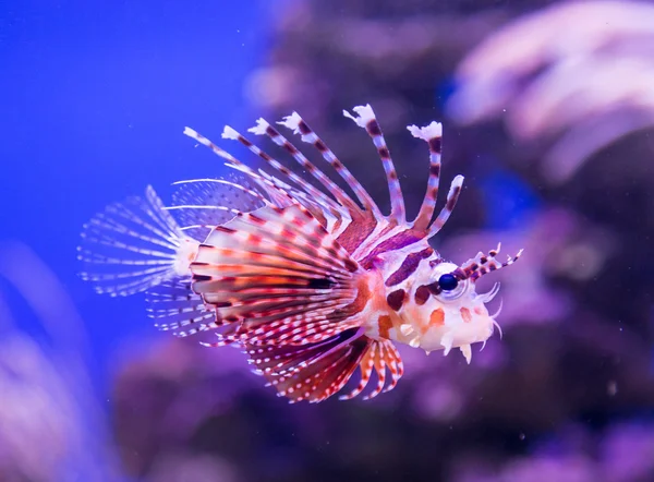 Κοινή lionfish υποβρύχια — Φωτογραφία Αρχείου