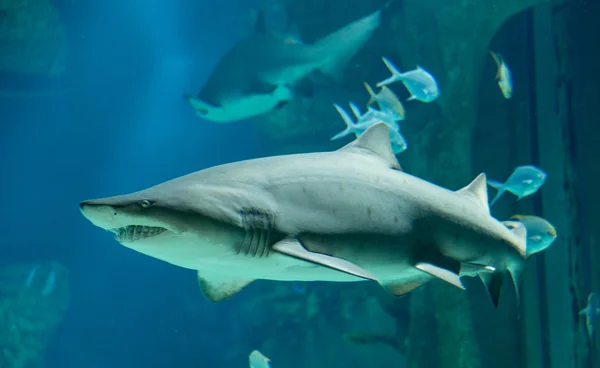Тигрова акула пливе човен мілкій воді — стокове фото