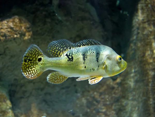 Peixe do rio Cichla Azul subaquático — Fotografia de Stock