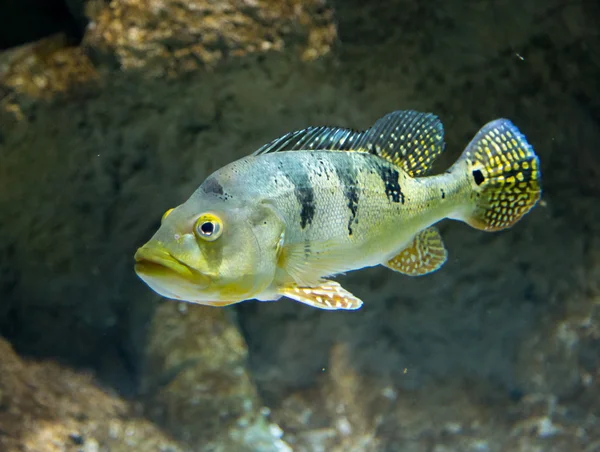 Вид Cichla Azul Риба сімейства осетрових під водою — стокове фото