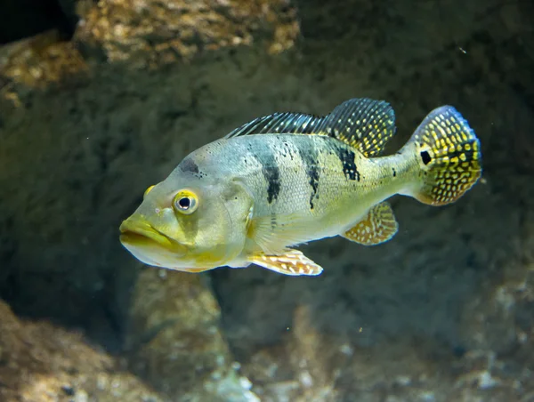 Peixe do rio Cichla Azul subaquático — Fotografia de Stock