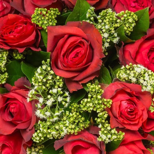 Red roses close up Background — Stock Photo, Image