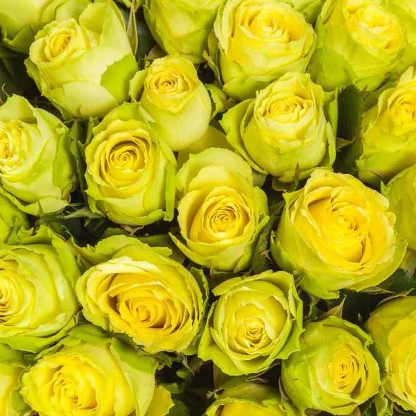 Nahaufnahme von gelben Rosen — Stockfoto