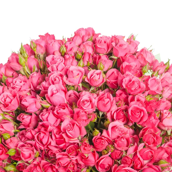 하얀 배경에 고립된 분홍빛 장미 — 스톡 사진