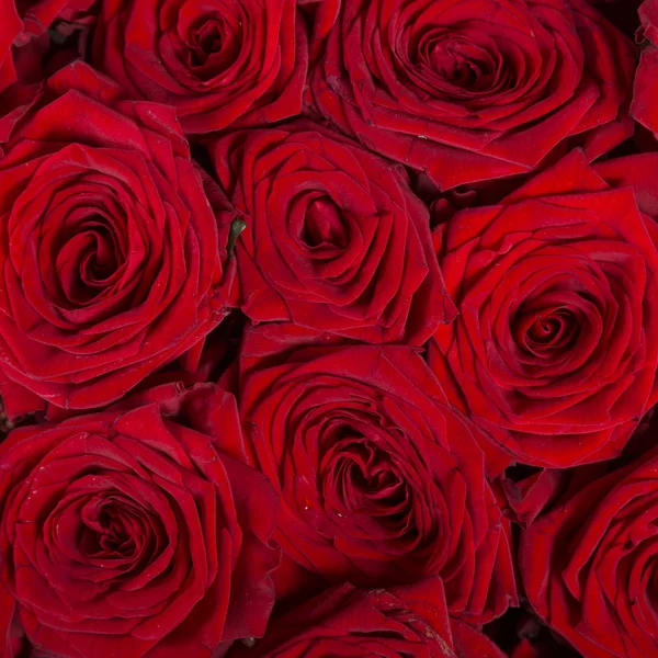 Rote natürliche Rosen Hintergrund — Stockfoto