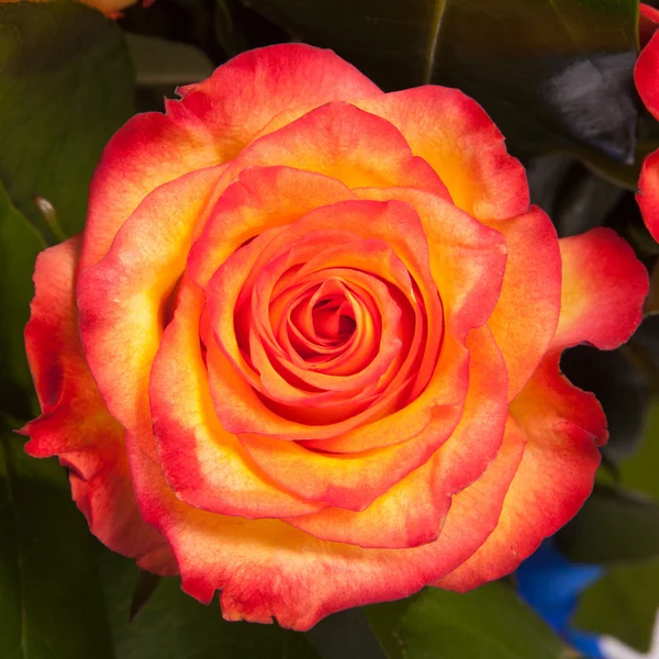 Schöne orangefarbene Rose Nahaufnahme — Stockfoto