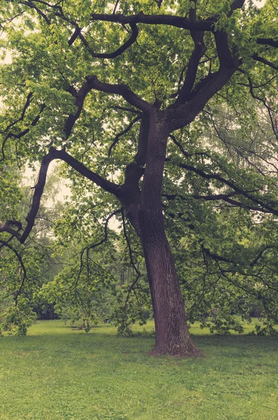Prastaré duby zelené koruny — Stock fotografie