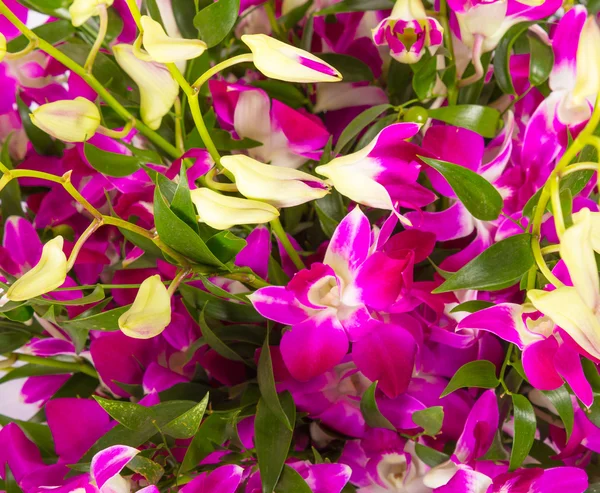 Virágos háttérben trópusi orchideák — Stock Fotó