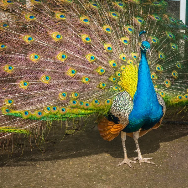 Portrait of Peacock — Stock Photo, Image