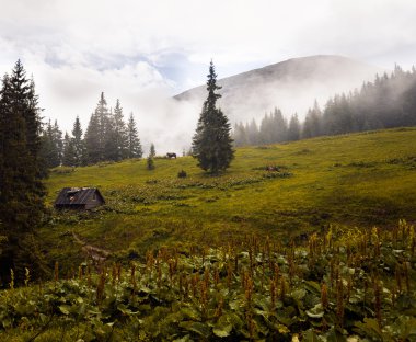 Yaz manzara, Ukrayna