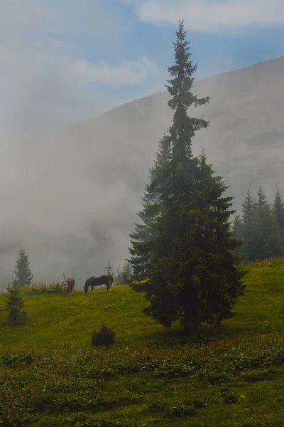 Lovak a hegyekben — Stock Fotó
