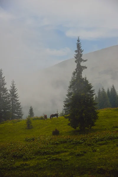 Pferde in den Bergen — Stockfoto