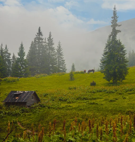 Letní krajina, Karpatská — Stock fotografie