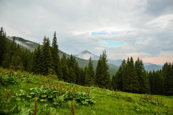 Karpat, Ukraina — Zdjęcie stockowe