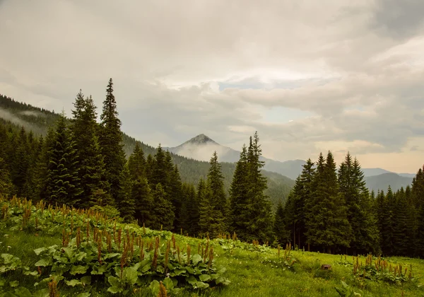 Cárpatos montañas, Ucrania — Foto de Stock