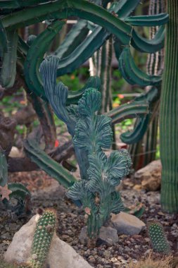 Myrtillocactus geometrizans kaktüs
