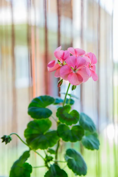 Světle růžová pelargonie — Stock fotografie