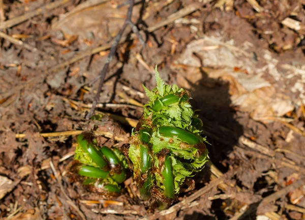 Sprout of fern — Stock Photo, Image