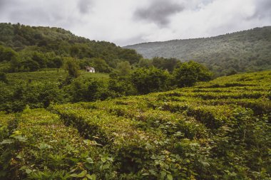Solokh-aul (büyük Sochi çay tarlaları)