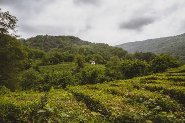 Solokh-aul (büyük Sochi çay tarlaları)