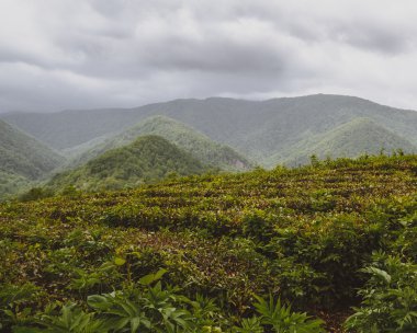 Solokh-aul (büyük Sochi çay tarlaları)