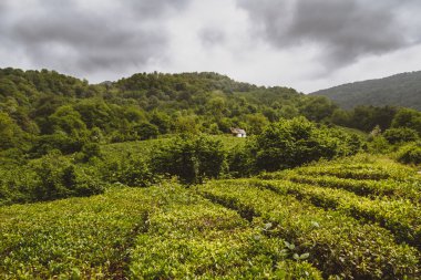 Solokh-aul (büyük Sochi çay tarlaları)