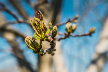 Erken bahar bitki örtüsü