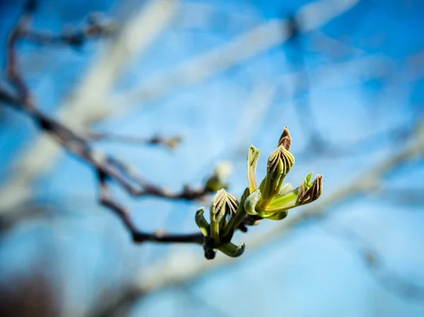 Early spring foliage — Stock Photo, Image