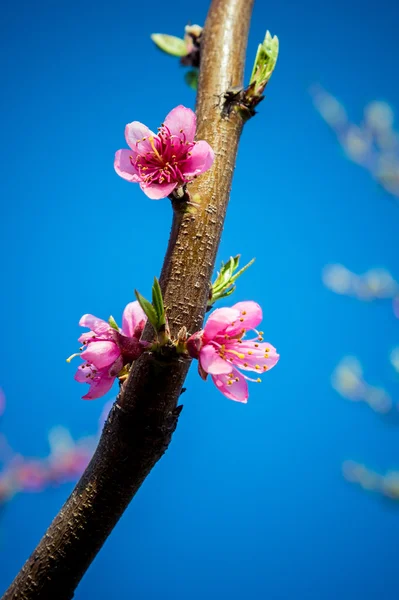 Flowering branch of peach — Stock Photo, Image