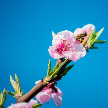 Bahar geldi. Çiçek açan dal