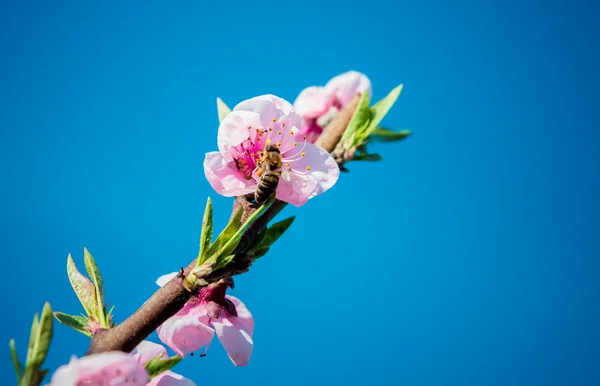 Spring time. Flowering branch — Stock Photo, Image