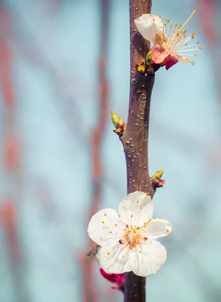 Branch Blossoming Peaches — Stock Photo, Image