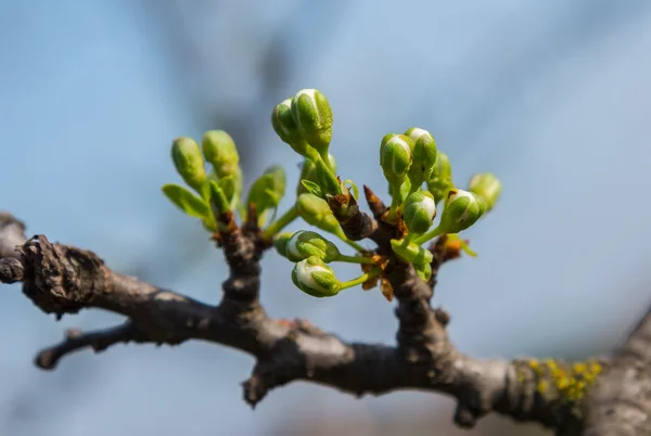 Au printemps. Branche de floraison — Photo