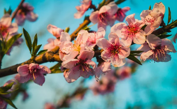 Spring time. Flowering branch — Stock Photo, Image