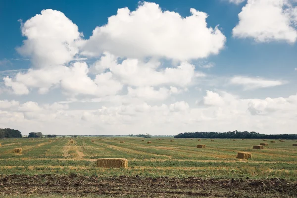 Les champs. Région de Krasnodar — Photo