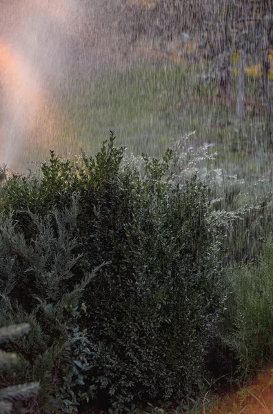 Home Garden Water Sprayer — Stock Photo, Image