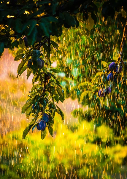 Plums on a tree — Stock Photo, Image