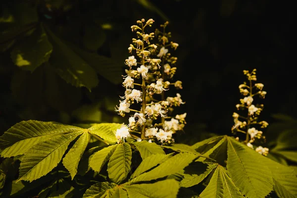 Białe kwiaty z kasztanów — Zdjęcie stockowe