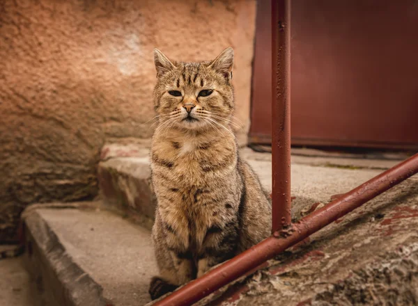 El gato gris —  Fotos de Stock