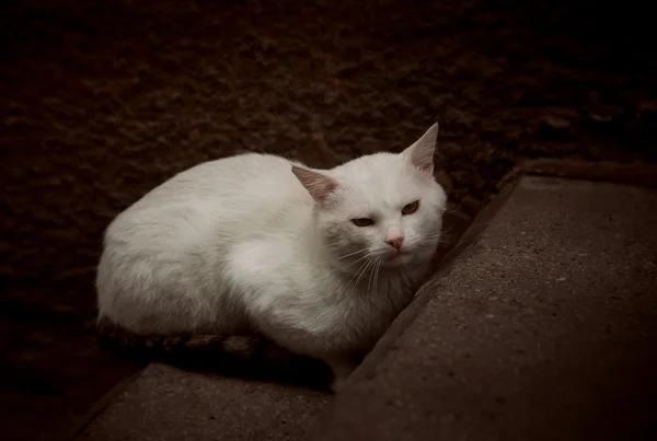 El gato blanco — Foto de Stock