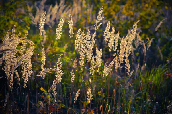 Gras auf einem Hintergrund — Stockfoto