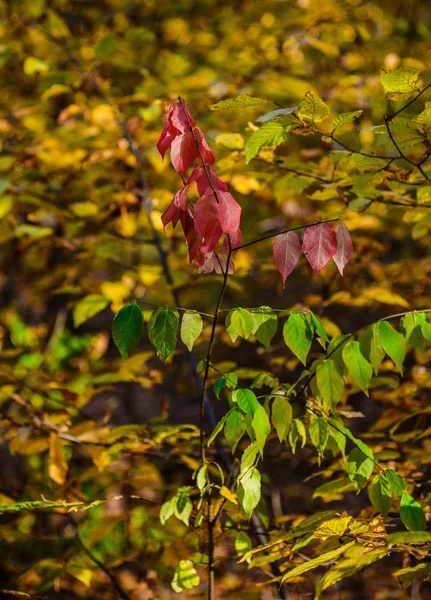 Der farbenfrohe Herbst — Stockfoto