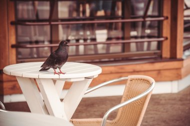 Bir tablo üzerinde güvercin