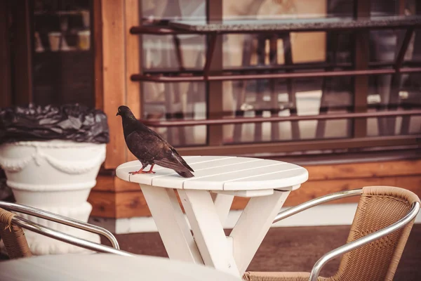 Güvercin sokak kafe bir tablo — Stok fotoğraf