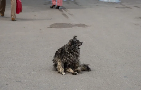 Chien errant dans la ville — Photo