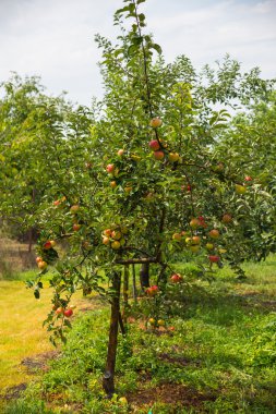 Bahçede elma ağaçları